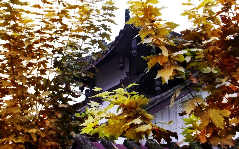 Autumn leaves frame traditional roof
