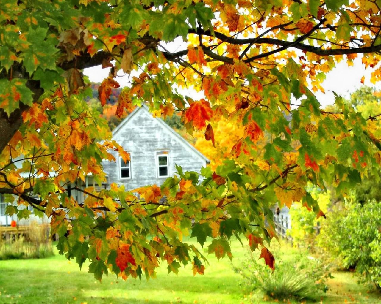 Autumn leaves framing a house