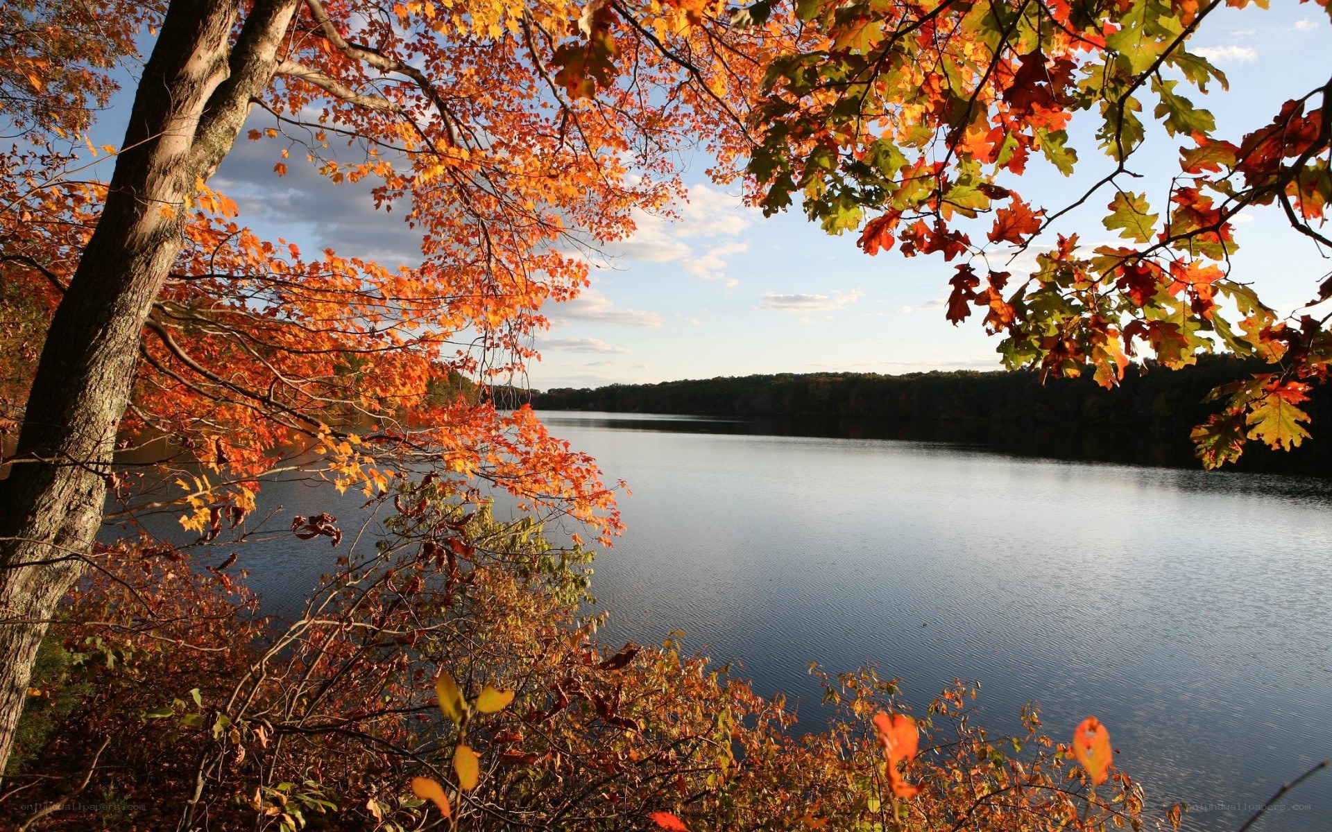 Autumn leaves framing a lake