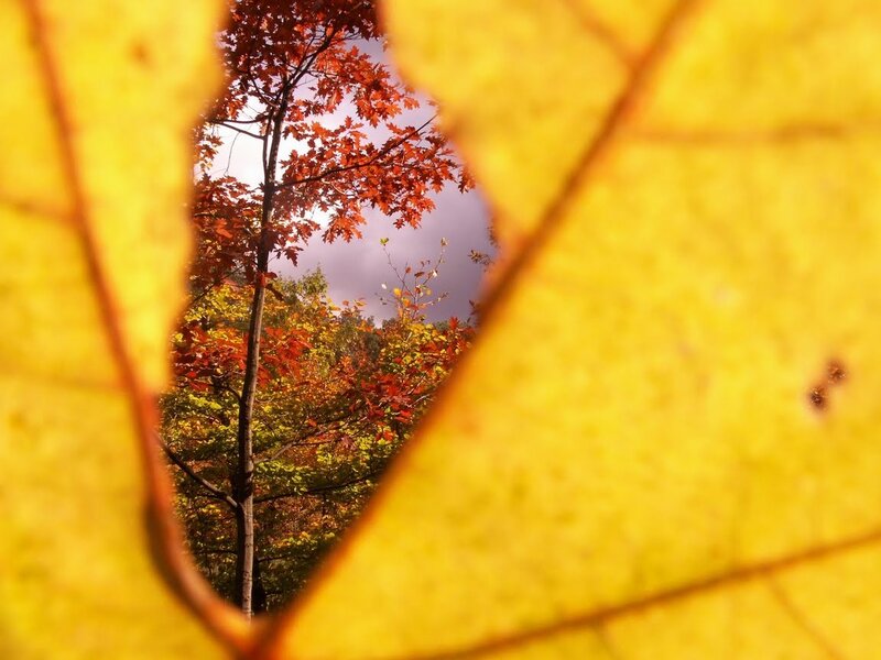 Autumn leaves framing a tree
