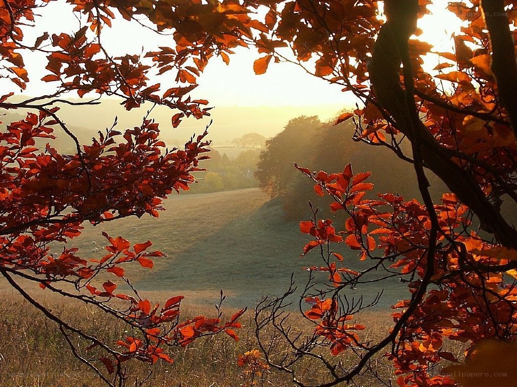 Autumn leaves framing a valley