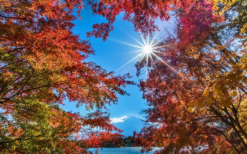 Autumn Leaves Framing Mountain