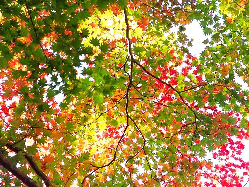 Autumn leaves from below