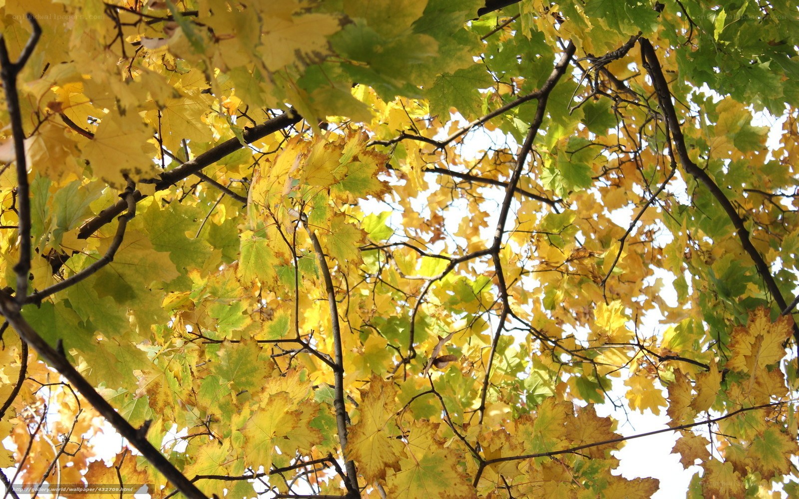 Autumn leaves from below