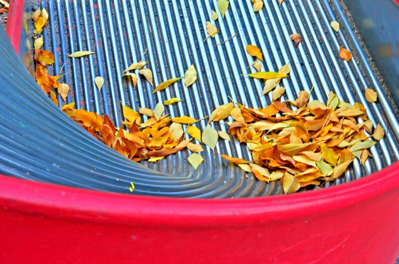 Autumn Leaves in a Bin