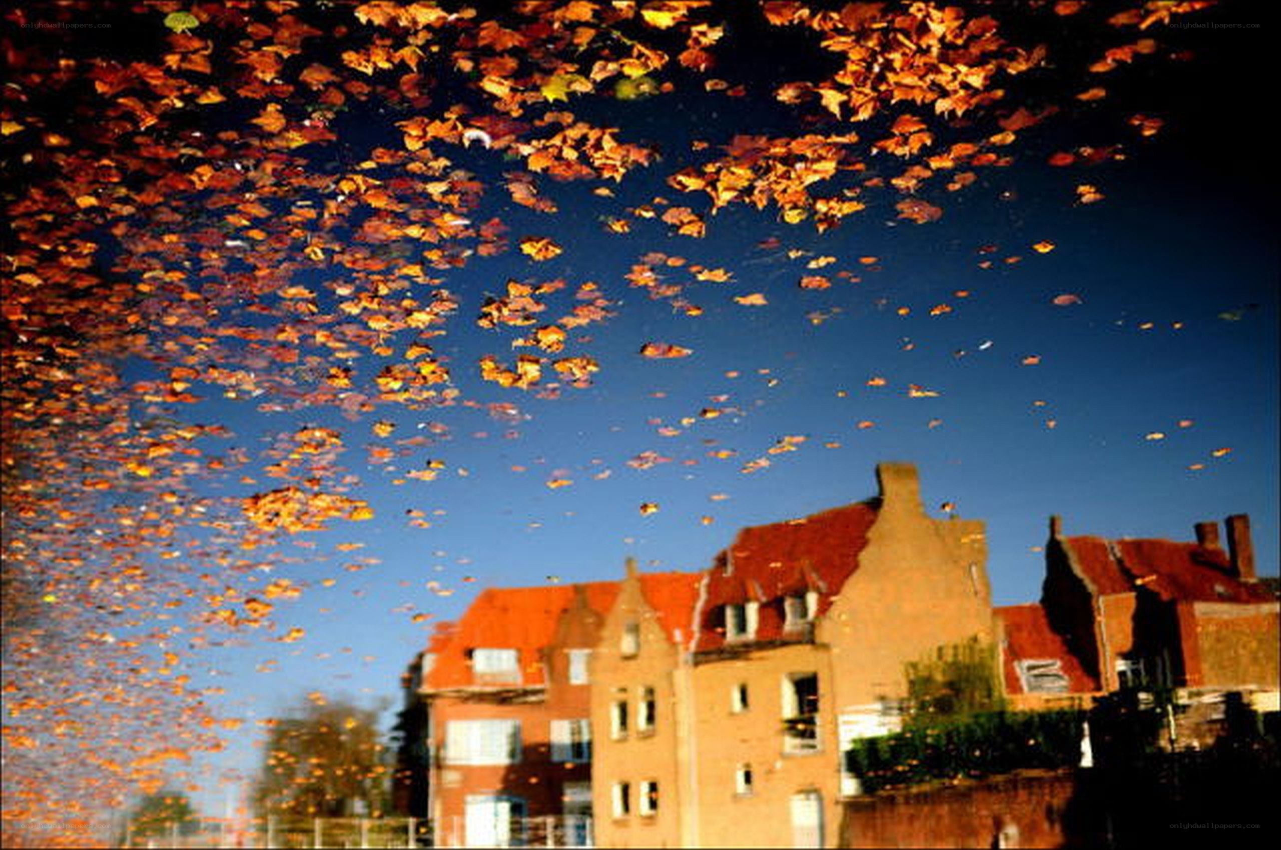 Autumn leaves in a canal reflection