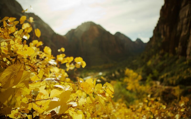 Autumn leaves in a canyon