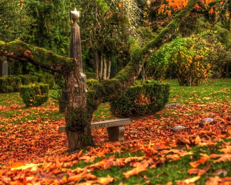Autumn leaves in a cemetery