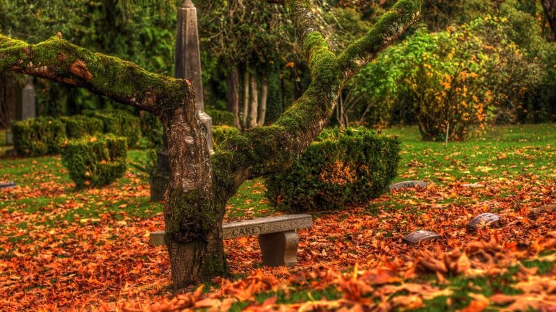 Autumn leaves in a cemetery