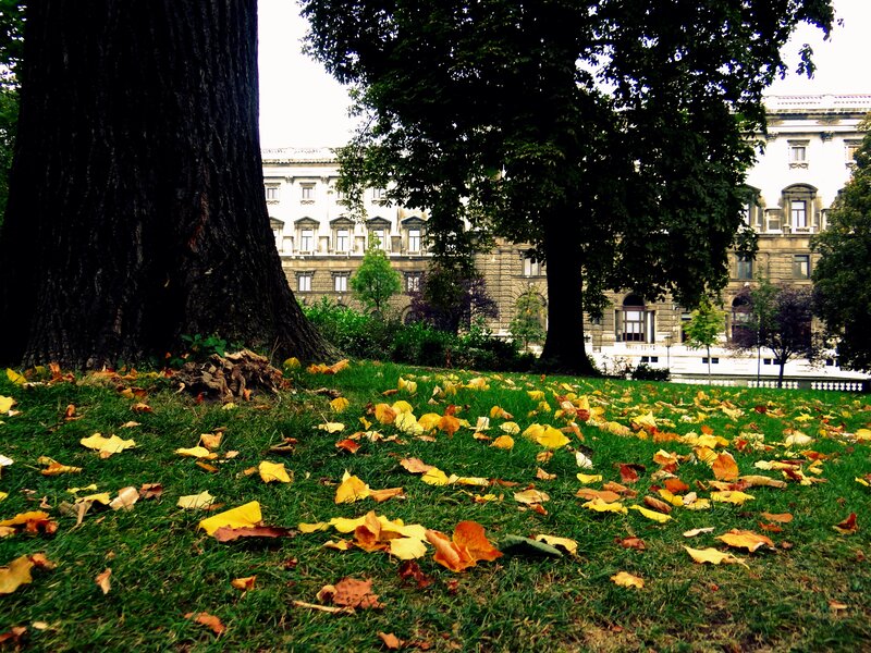 Autumn leaves in a city park
