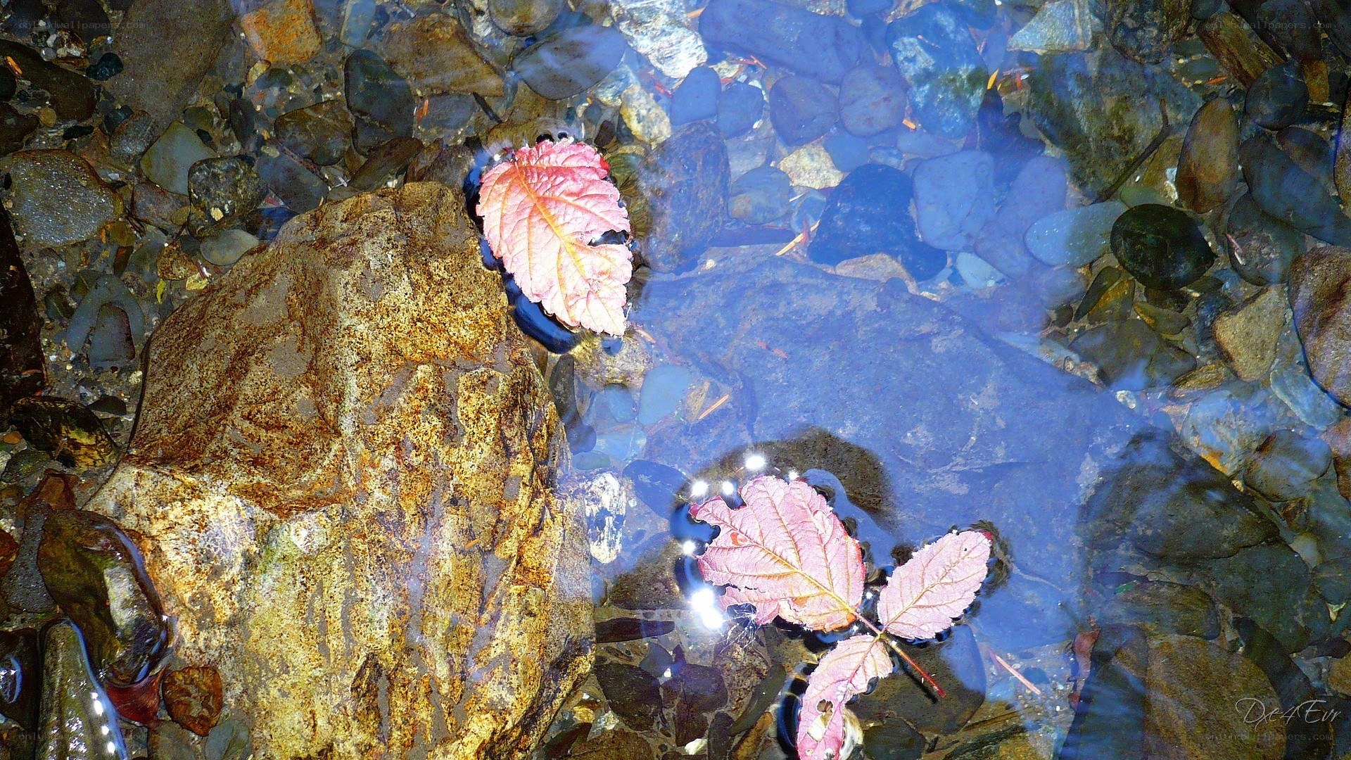 Autumn leaves in a clear stream