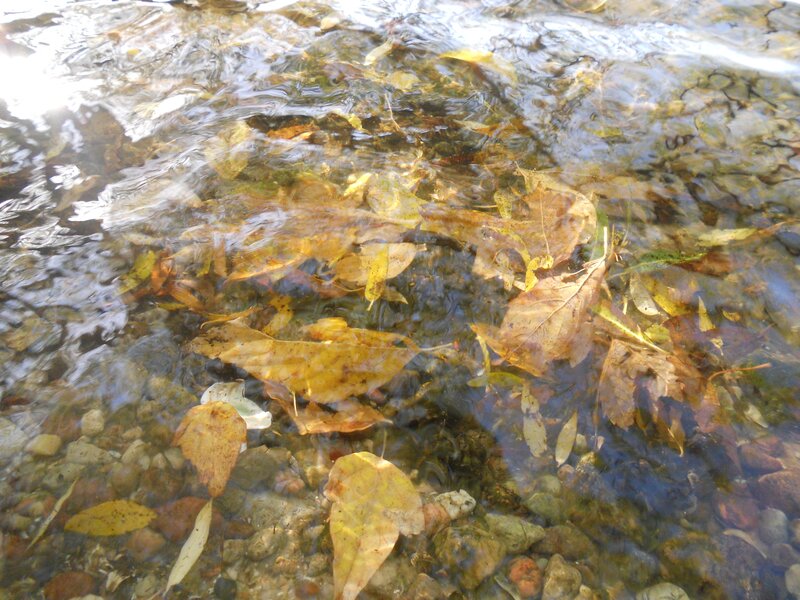 Autumn leaves in a clear stream