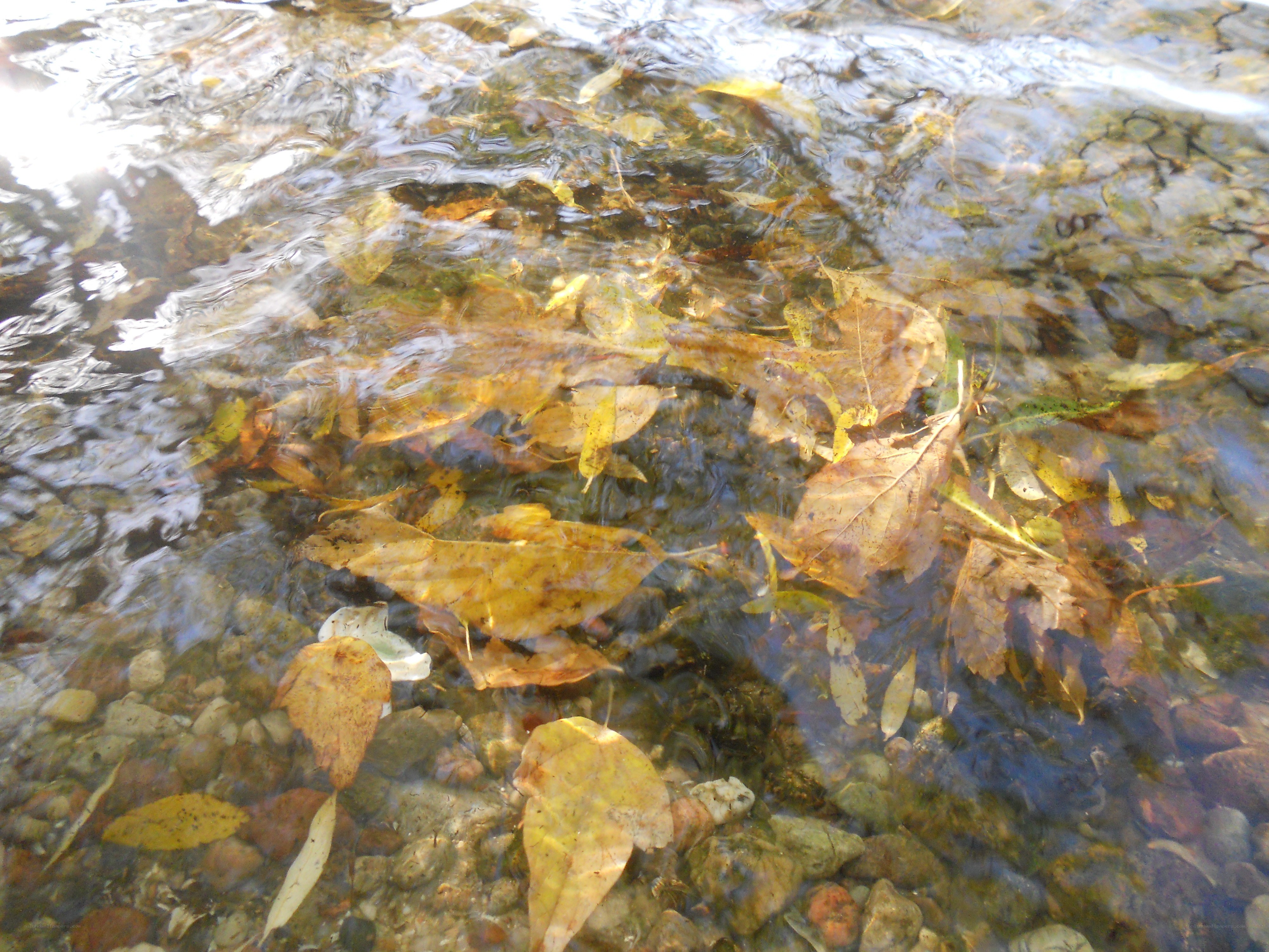 Autumn leaves in a clear stream