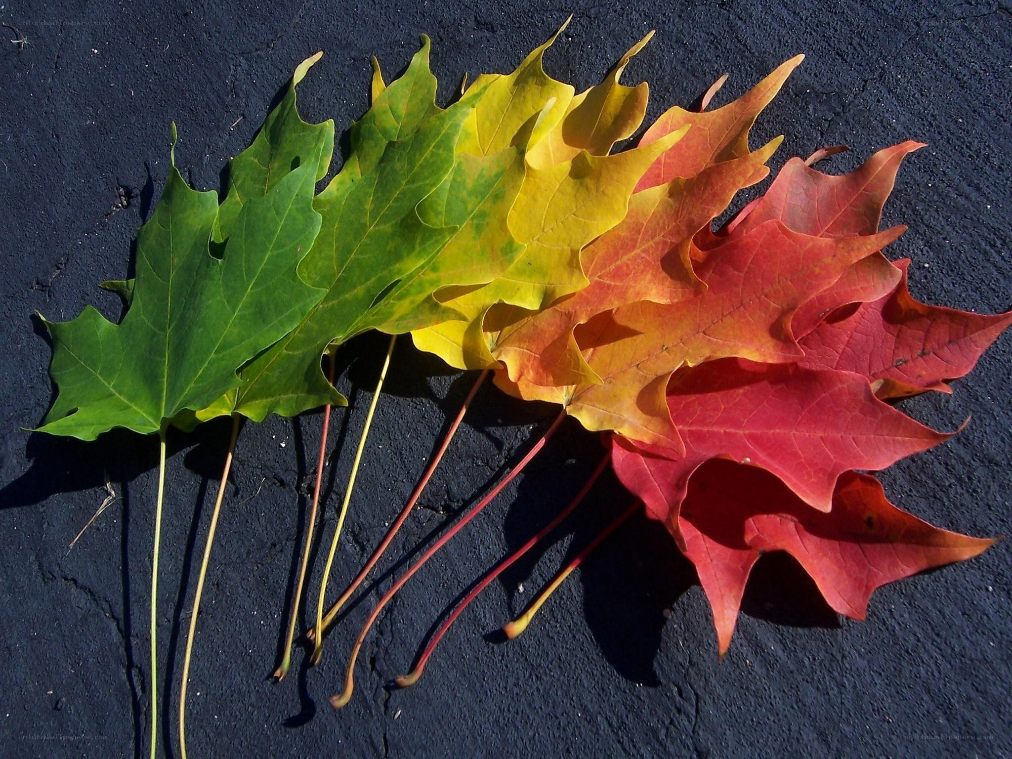 autumn leaves in a color gradient