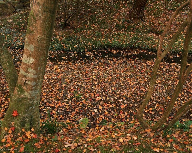 Autumn leaves in a forest