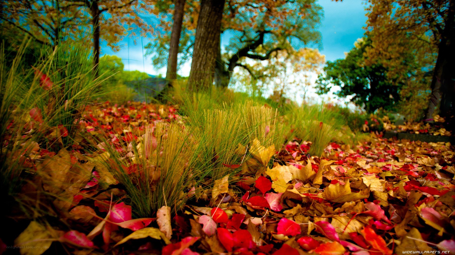 Autumn leaves in a forest