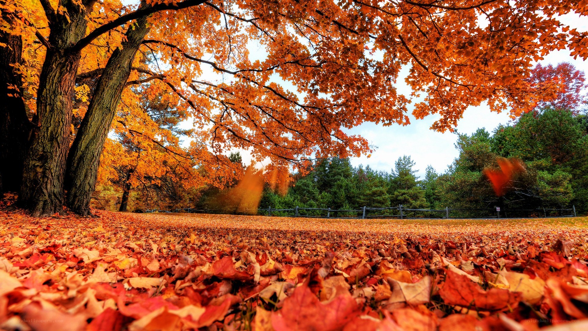 Autumn leaves in a forest