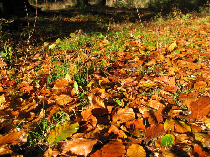 Autumn leaves in a forest