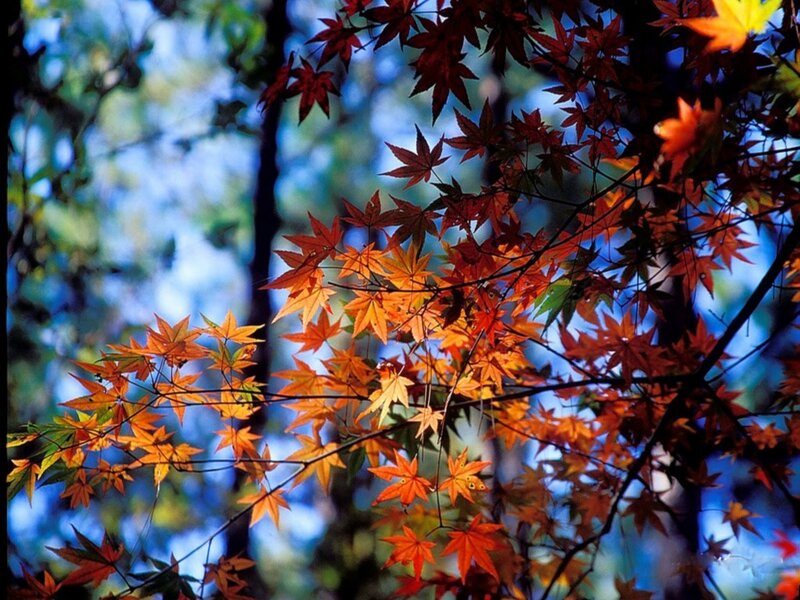 Autumn leaves in a forest