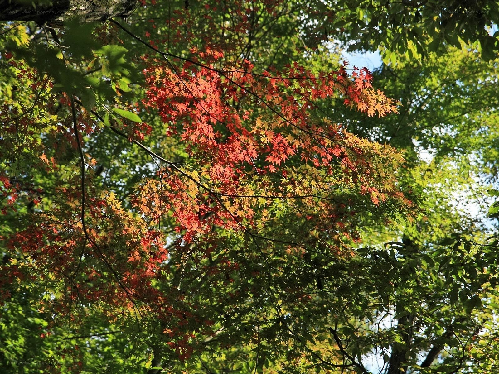 Autumn leaves in a forest
