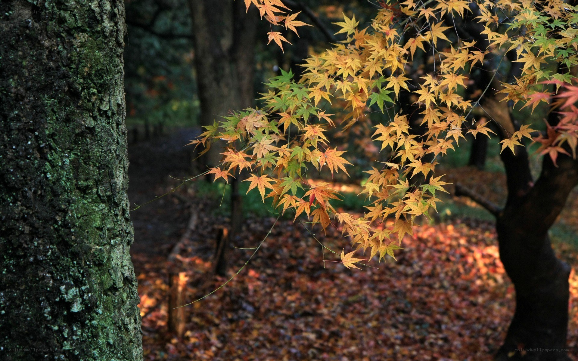 Autumn leaves in a forest
