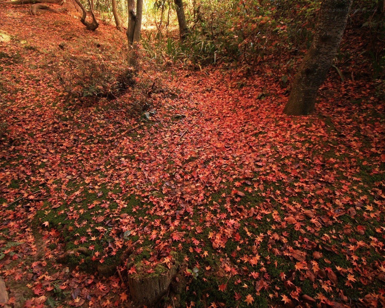 autumn leaves in a forest