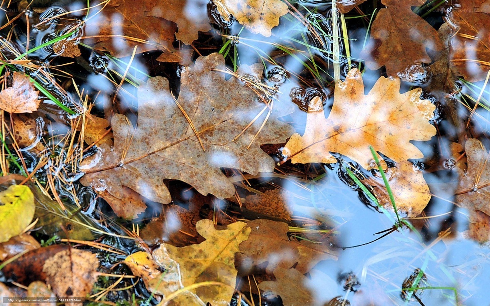 Autumn leaves in a forest puddle