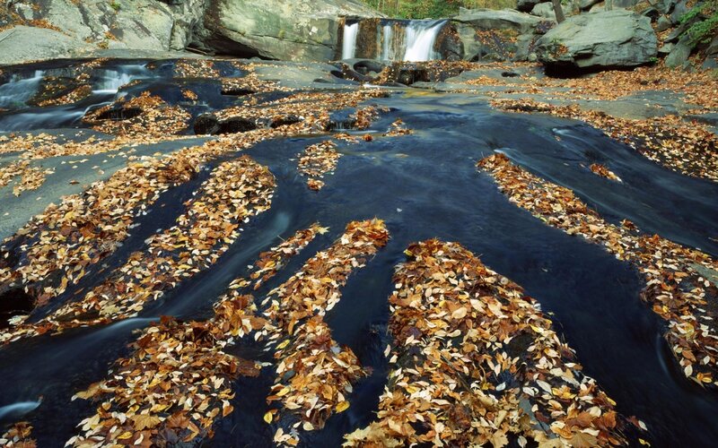 Autumn leaves in a forest stream