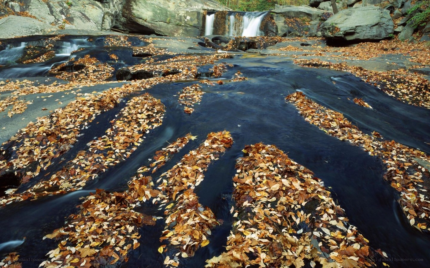 Autumn leaves in a forest stream