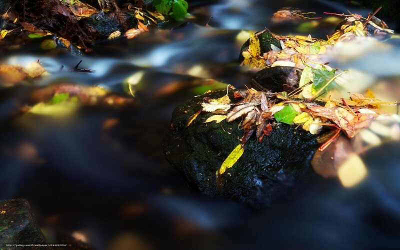 Autumn leaves in a forest stream