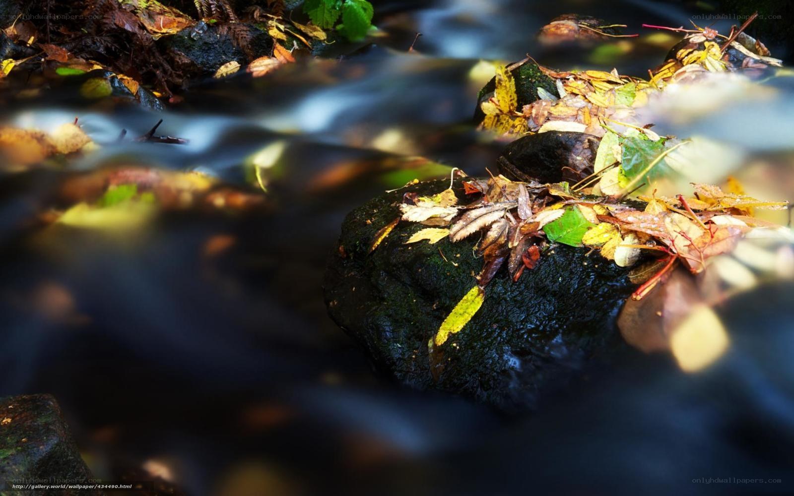 Autumn leaves in a forest stream