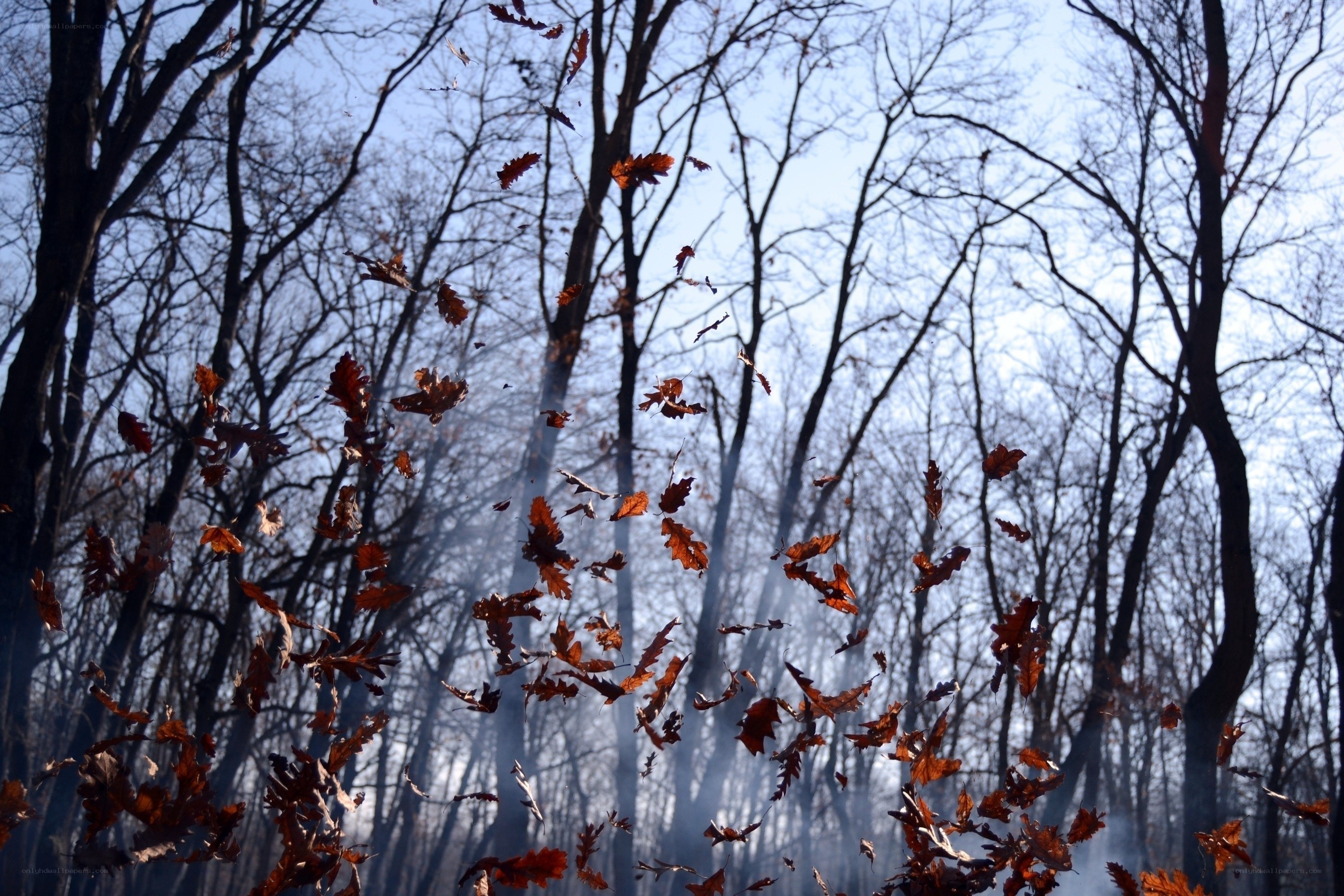 Autumn leaves in a forest