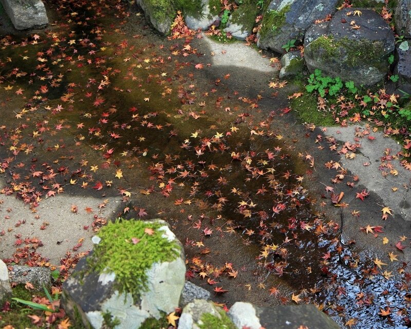 Autumn leaves in a garden stream