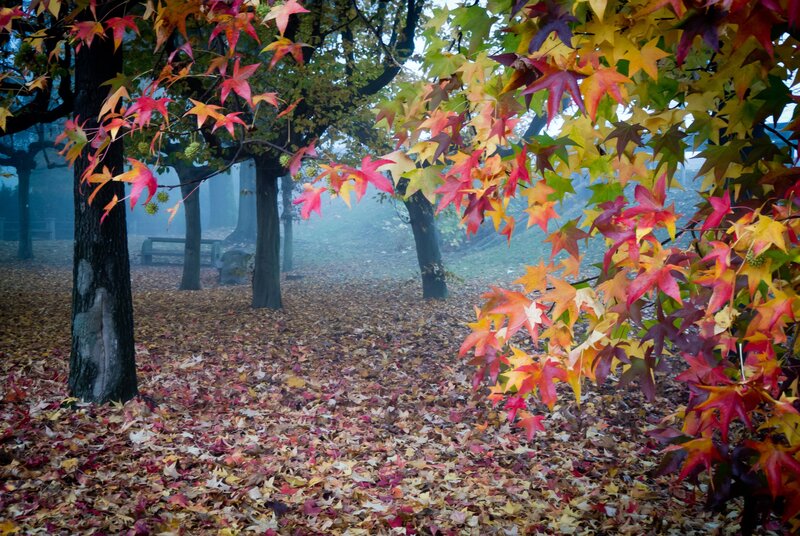 Autumn leaves in a misty park