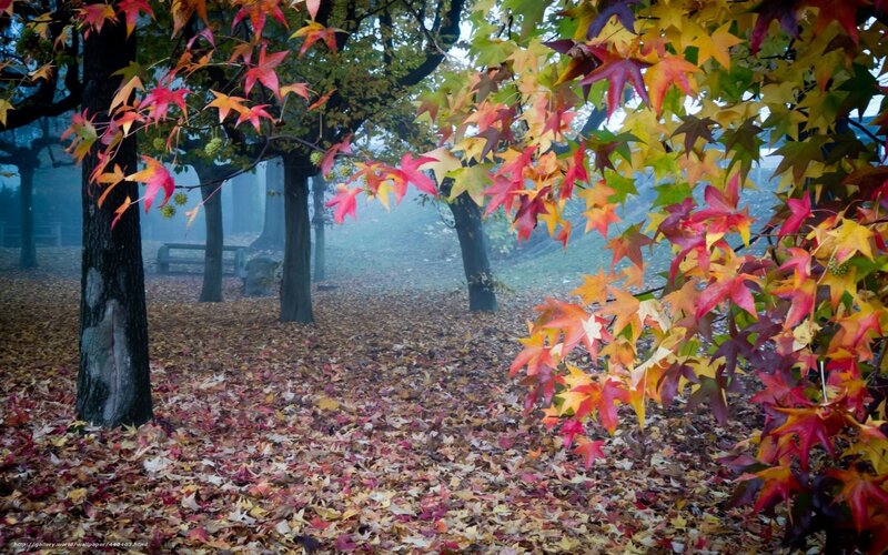 Autumn leaves in a misty park