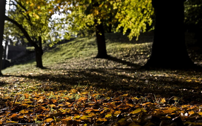 Autumn leaves in a park