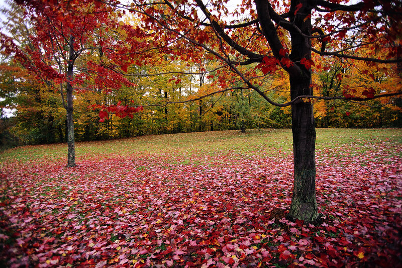Autumn leaves in a park