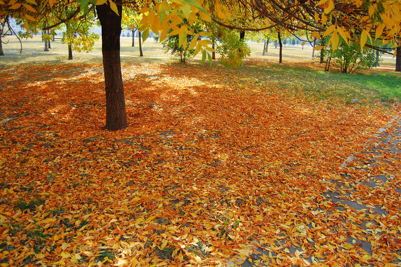 Autumn leaves in a park