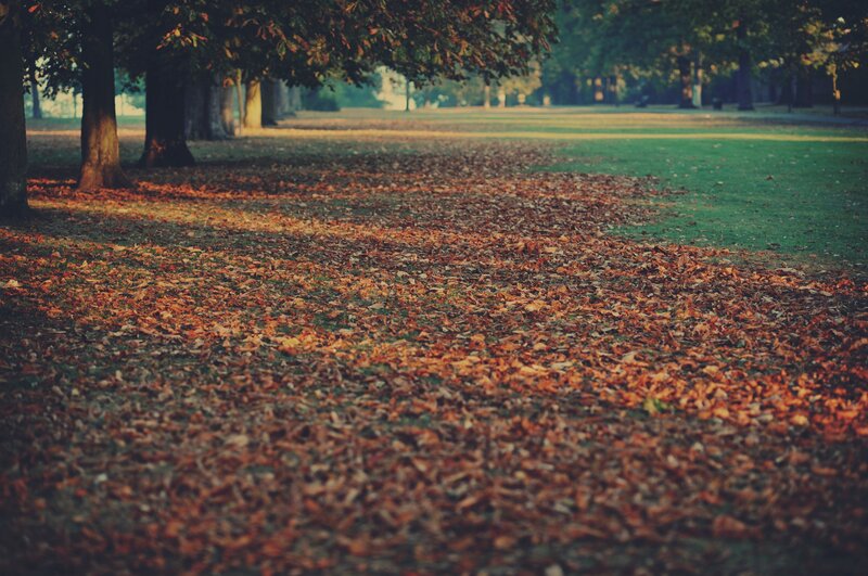 Autumn leaves in a park