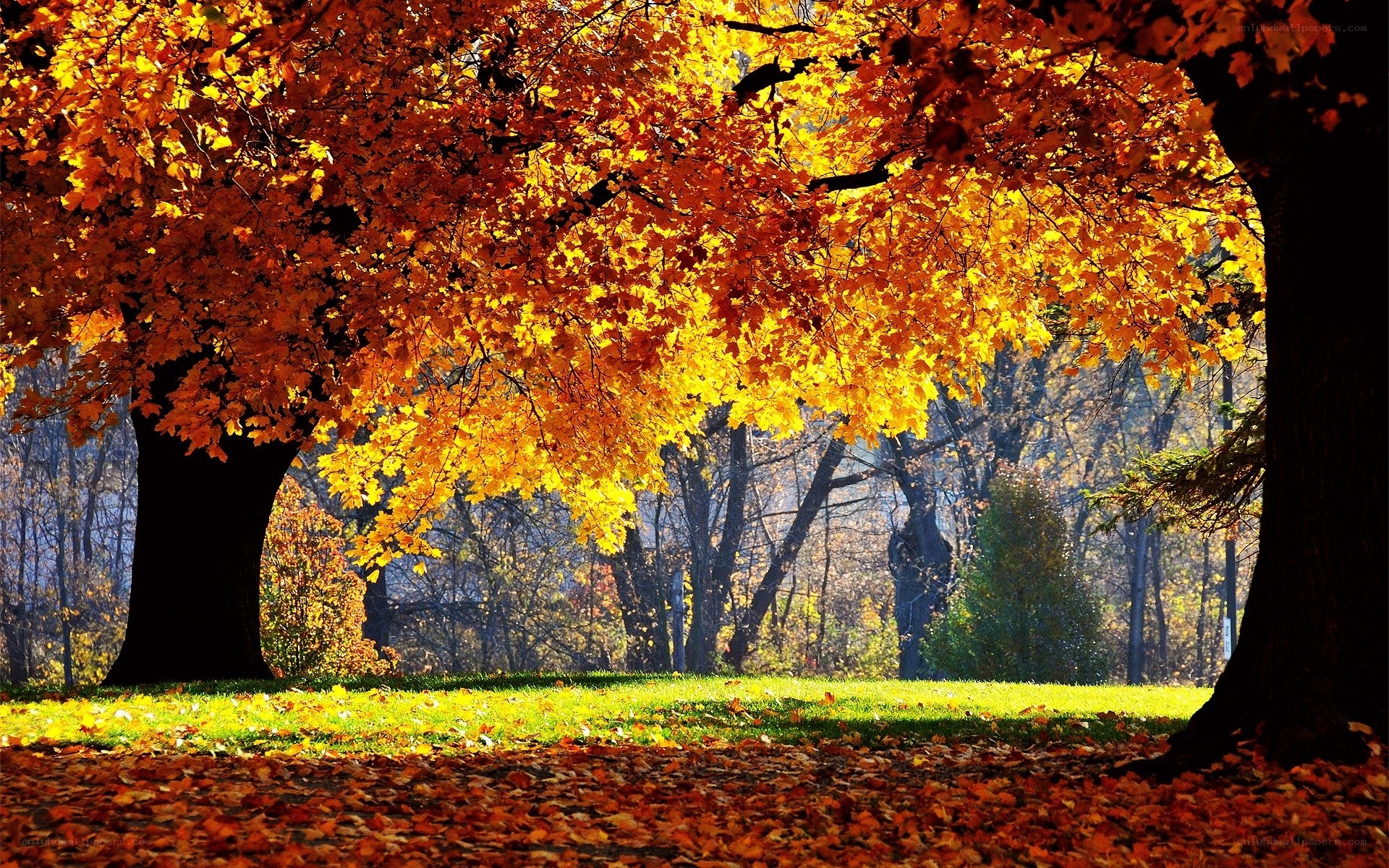 Autumn leaves in a park