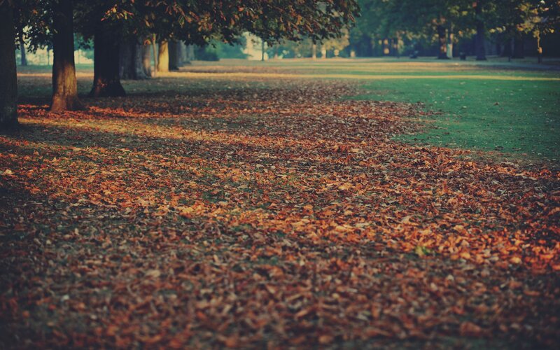 Autumn leaves in a park