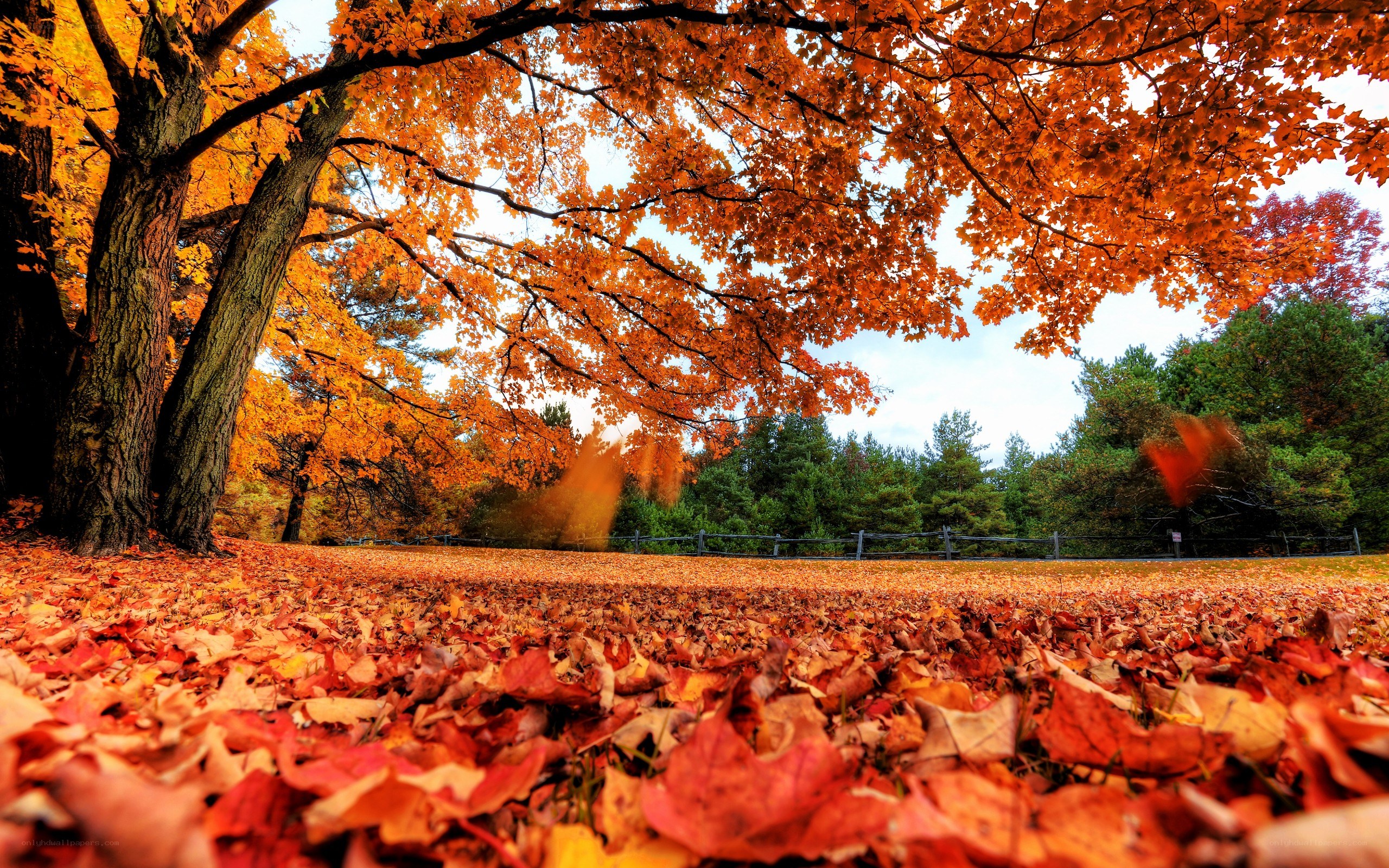 Autumn leaves in a park
