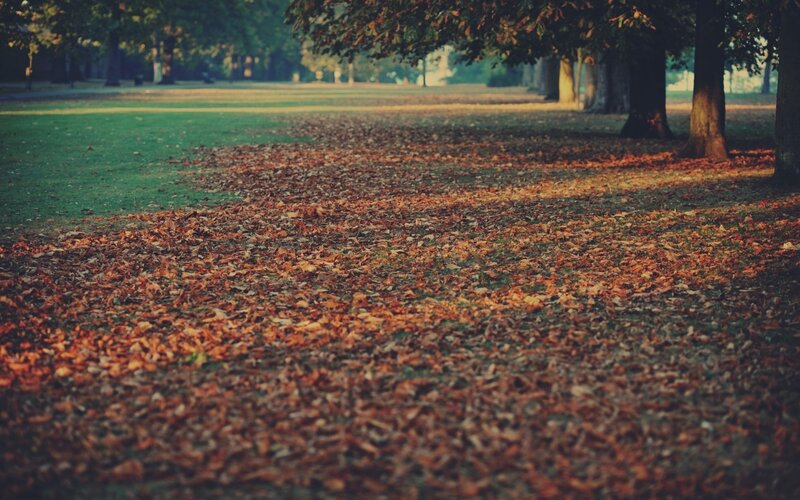 Autumn leaves in a park