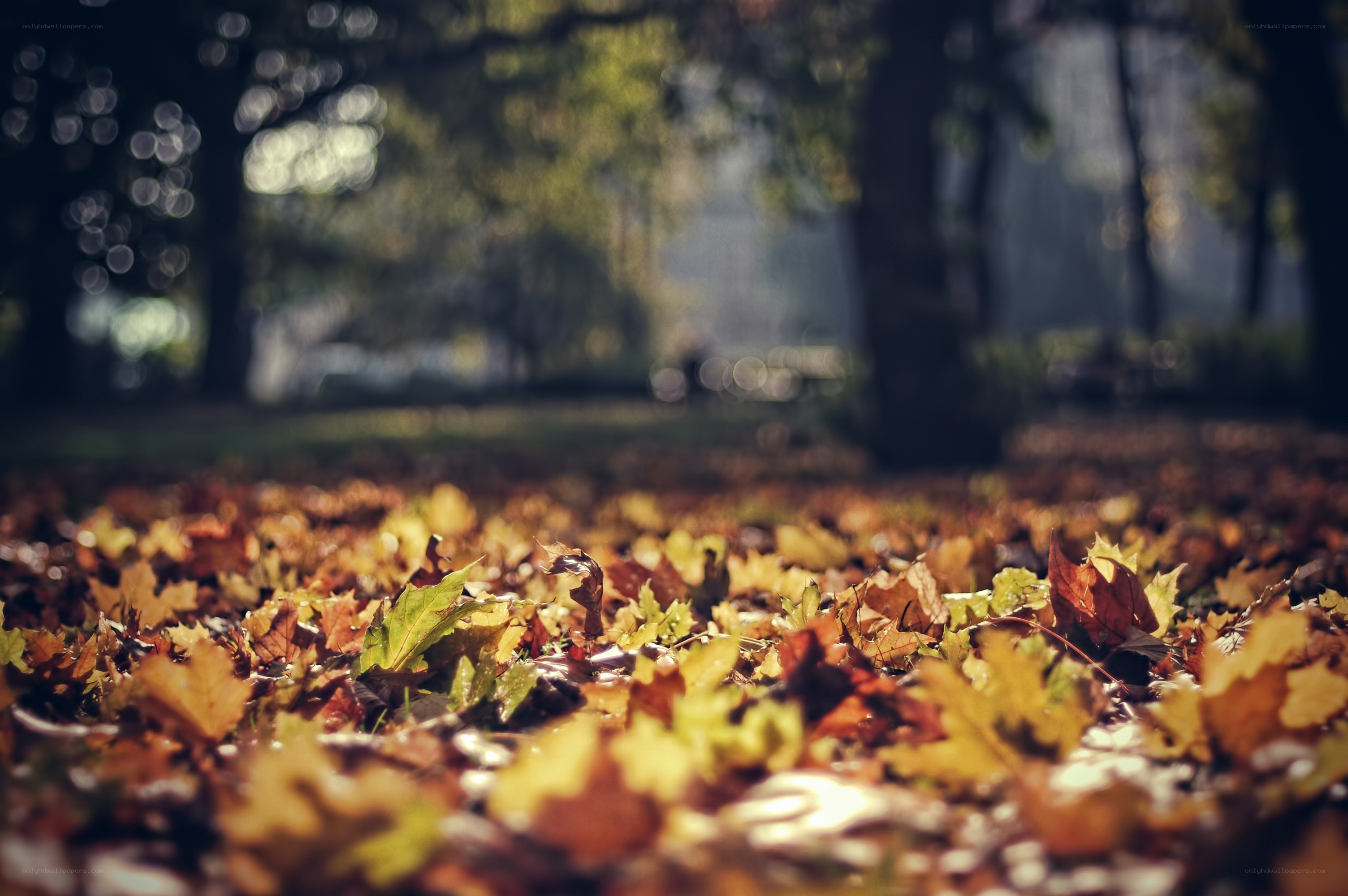 Autumn leaves in a park