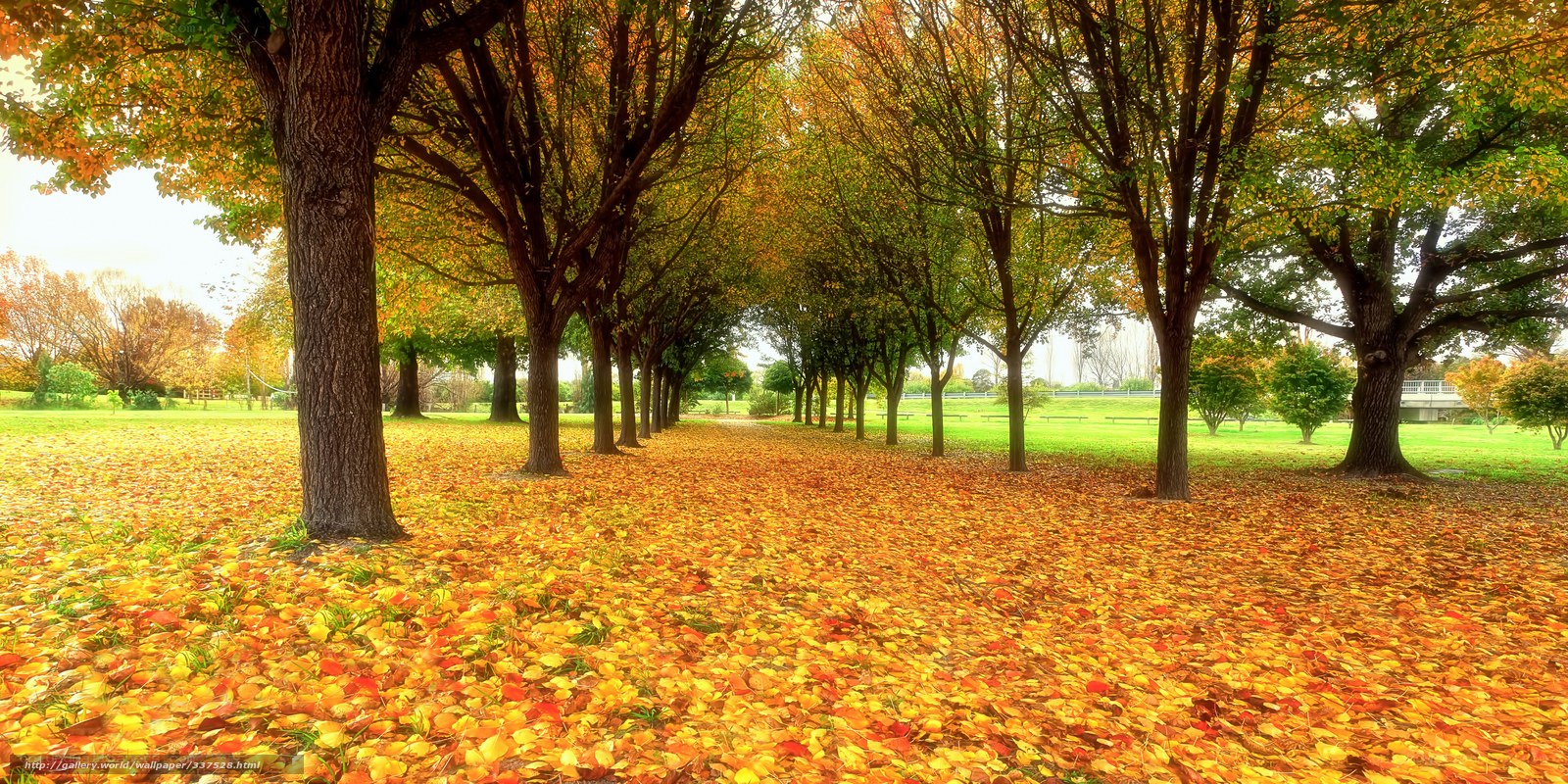 Autumn leaves in a park