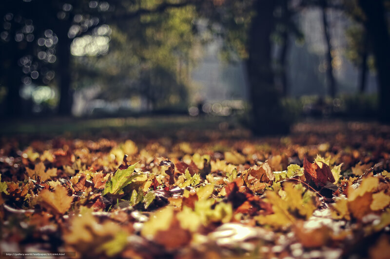 Autumn leaves in a park