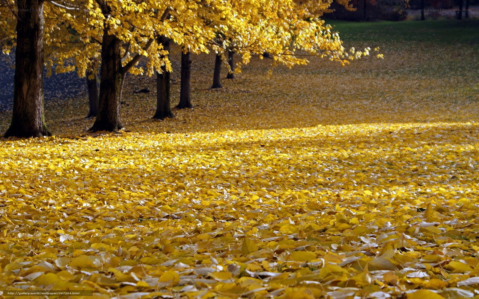 Autumn leaves in a park