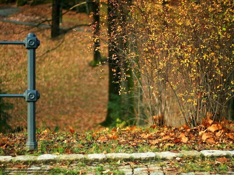 Autumn leaves in a park
