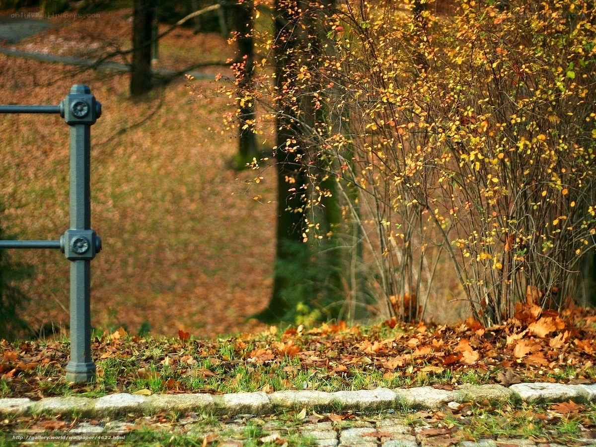 Autumn leaves in a park
