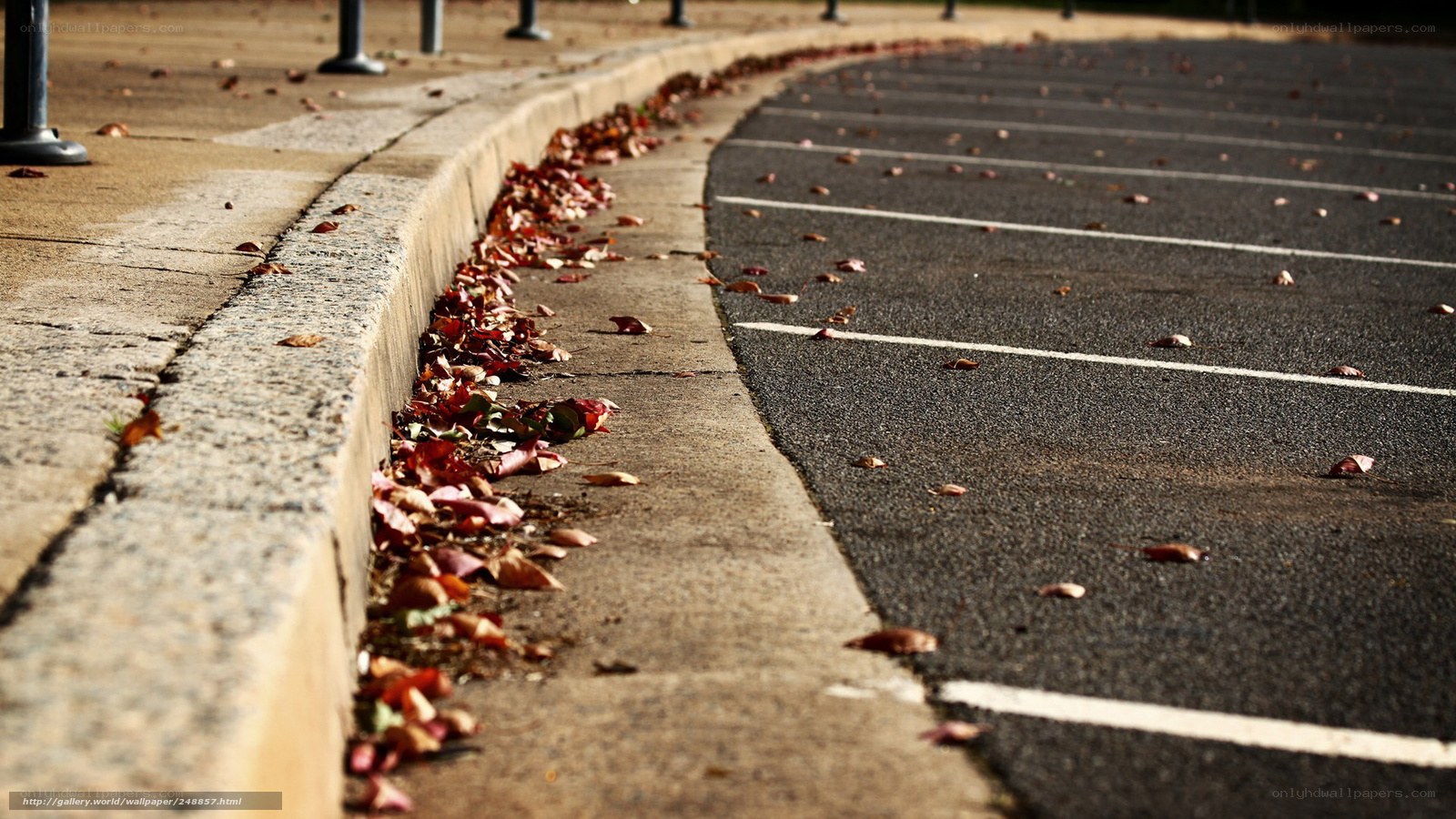 Autumn leaves in a parking lot